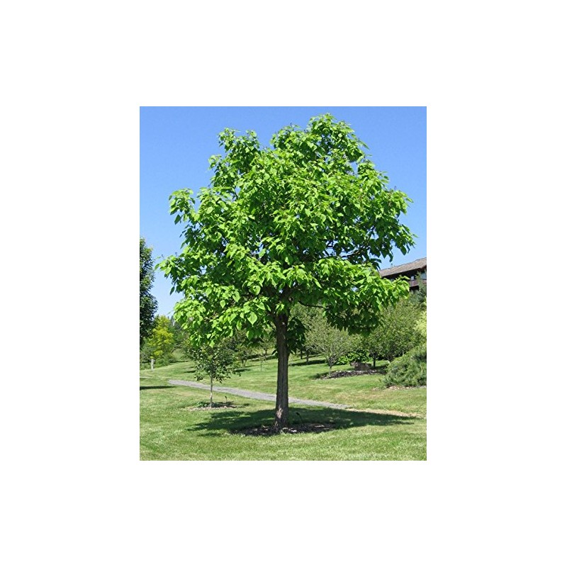 Catalpa (speciosa - North catalapa) Nice Garden Tree by Seed
