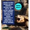 Reptile World Reptile World Tortoise Edible Bedding 300g | Readi