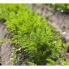 Axel's Garden Seeds Carrot MICROGREEN Seeds | Non-GMO | Heirloom