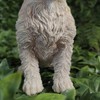 Vivid Arts - Wire Hair Jack Russell - Indoor Outdoor