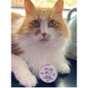 Paw to Paw Cat Paw Butter Sample (15ml) Natural Lick