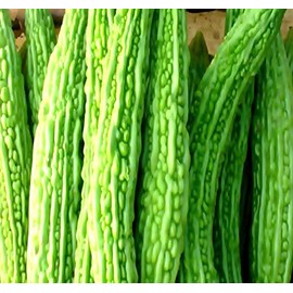 MySeeds.Co Big Pack - (100) Bitter Melon Seeds - Mara Long Variety - (OP) - Momordica charantia - Non-GMO Seeds (Big Pack - Bitter Melon)
