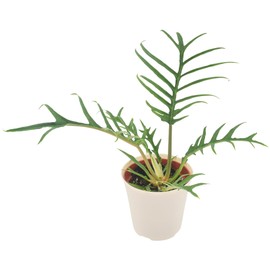 Arcadia Garden Products Live Tortum Philodendron Rare Indoor Houseplant in Plastic Pot, Tropical Plant Collector Gift for Home and Garden Decor, 4-inch, Beige