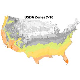 Blooming & Beautiful - Hana Jiman Camellia - 3 gal - Evergreen Shrub - Fragrant White Flowers Tipped with Pink - Zones 7-9 - Camellia Sasanqua 'Hana Jiman' - 3 Gallon Pot