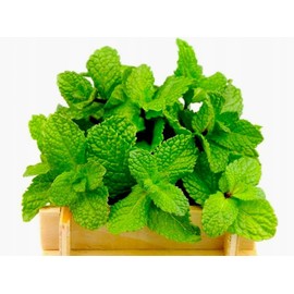 Peppermint Seeds 1000+ Seeds for Planting