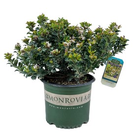 Blooming & Beautiful - Southern Moon Yedda Hawthorn - 3 gal - Monrovia - Evergreen Shrub - Spring White Flowers - Green Foliage - Zones 7-10 - Rhaphiolepis umbellata 'RutRhaph1' - 3 Gallon Pot