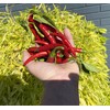 Szechwan Chile Plant Sichuan Chili Szechuan Heirloom Oriental Cuisine Pepper