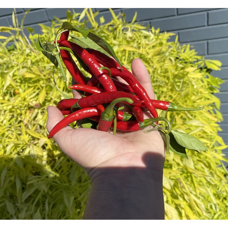 Szechwan Chile Plant Sichuan Chili Szechuan Heirloom Oriental Cuisine Pepper