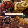 Riare 2 Pack Natural Coconut Fiber Substrate for Reptile- Premium