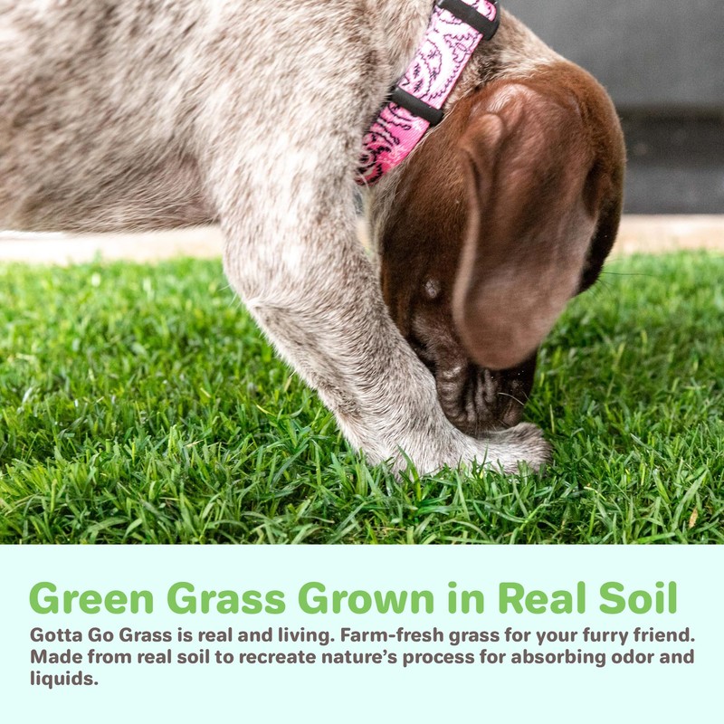 Gotta Go Grass - Real Dog Grass for Pet Training,