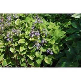 Hosta x 'Golden Tiara' (Plantain Lily)