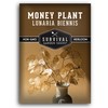 Money Plant Seed for Planting - 1 Packet with Instructions