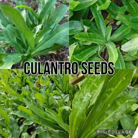 500+ SEEDS Culantro Ngo Gai | Mexican Coriander | Recao | NON-GMO