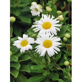 Perennial Farm Marketplace Chrysanthemum nipponicum (Nippon Daisy) Perennial, Size-#1 Container, Big White Flowers