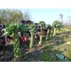 22Day Seeds: Seeds Brussels Sprouts Long Island/Green Cabbage/Non GMO/Heirloom