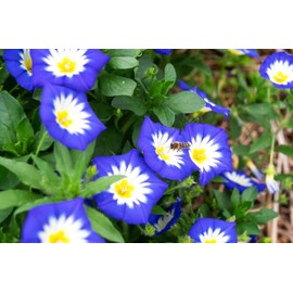 TomorrowSeeds - Royal Ensign Blue Dwarf Morning Glory Seeds - 1200+ Count - for 2025 Planting Rock Trailing Bindweed Mounding Groundcover Convolvulus Tricolor Flower Bush Landscape Grow Your Own Home
