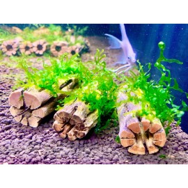 Nano Subwassertang moss on 3'' Cholla Wood Shrimp Hideout & Betta Aquarium Decor - 3 Cholla Wood