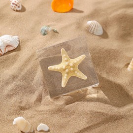 1st Heaven Prepared Starfish, Real Starfish Preparation in Resin - Paperweight with Gift Box - Unique Home and Office Decoration, Gift for Nature Lovers and Curious People