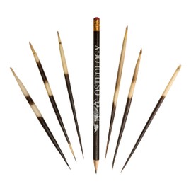 Real African Crested Porcupine Small Thick Quill - (Single)