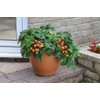 RAISE ME UP: Seeds Red Indoor Dwarf Tomato Determinate Non