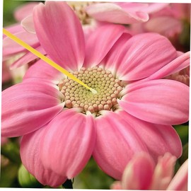 SEWOART 100 Pcs Vegetable Tool for Tomato Garden Plants Includes Plant Tags and Tomato Stakes for Effective and Supportoutdoor Gardening