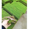 Fresh Live Moss Variety Pack - Ideal for DIY Terrariums,