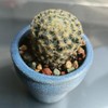 YISZM Succulent Cactus Soil Potting Mix Horticultural Lava Rocks Bonsai