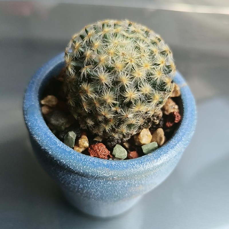 YISZM Succulent Cactus Soil Potting Mix Horticultural Lava Rocks Bonsai