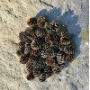 35 Natural Pine Cones, Small & Medium, Arts & Crafts,