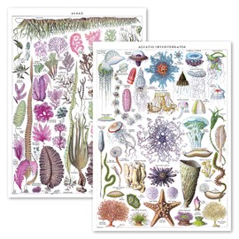 Vintage Jellyfish & Algae Poster Prints - Marine Life Identification Reference Chart - Set of 2 Posters (LAMINATED, 18" x 24")