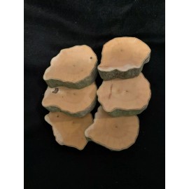 Bringing Outdoors Indoors Musclewood Slices, Ironwood, Blue Beech, 1/2 in thick 3 inches diameter, 6 count