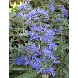 Dark Knight Bluebeard Bush - Live Plant Shipped 1 Foot Tall in Gallon Containers by DAS Farms (No California)