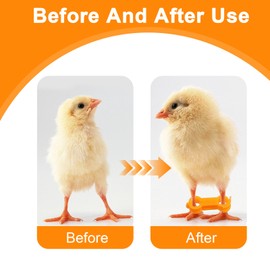 HJZHII 15PCS 3 Size Baby Chick Leg Hobbles, Yellow Poultry Leg Bands Chicken Hobble Braces Quail Splay Legs Band for Chicks Quails Ducks Bird Parrot Newborn Spraddle Legs 1 to 3 Days Newly Hatched