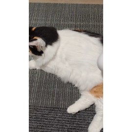 Unbranded UPGRADE 3-in-1 Pet Steam Brush Dog Hair Cat Hair Pet Brush Electric SteamSpray