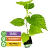 Dwarf Everbearing Black Mulberry Tree Live Plant – Morus nigra