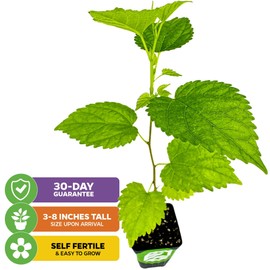 Dwarf Everbearing Black Mulberry Tree Live Plant – Morus nigra – Wellspring Gardens - Premium Fruit Tree for Indoor & Outdoor Planting – Ideal for Gardens, Patio, Landscaping, Bush & Berry Companion