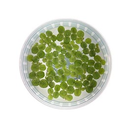 Water Spangles - Salvinia Minima Floating Live Aquarium Plants (200+ Leaves)