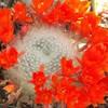Rebutia albipilosa Cacti Cactus Succulent Real Live Plant