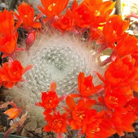 Rebutia albipilosa Cacti Cactus Succulent Real Live Plant