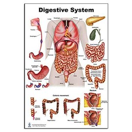 Blue Tree Publishing Anatomy of the Digestive System and Colon Model set (12 x 17)