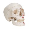 3B Scientific Classic Skull, Painted, 3-Part