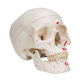 3B Scientific Classic Skull, Painted, 3-Part
