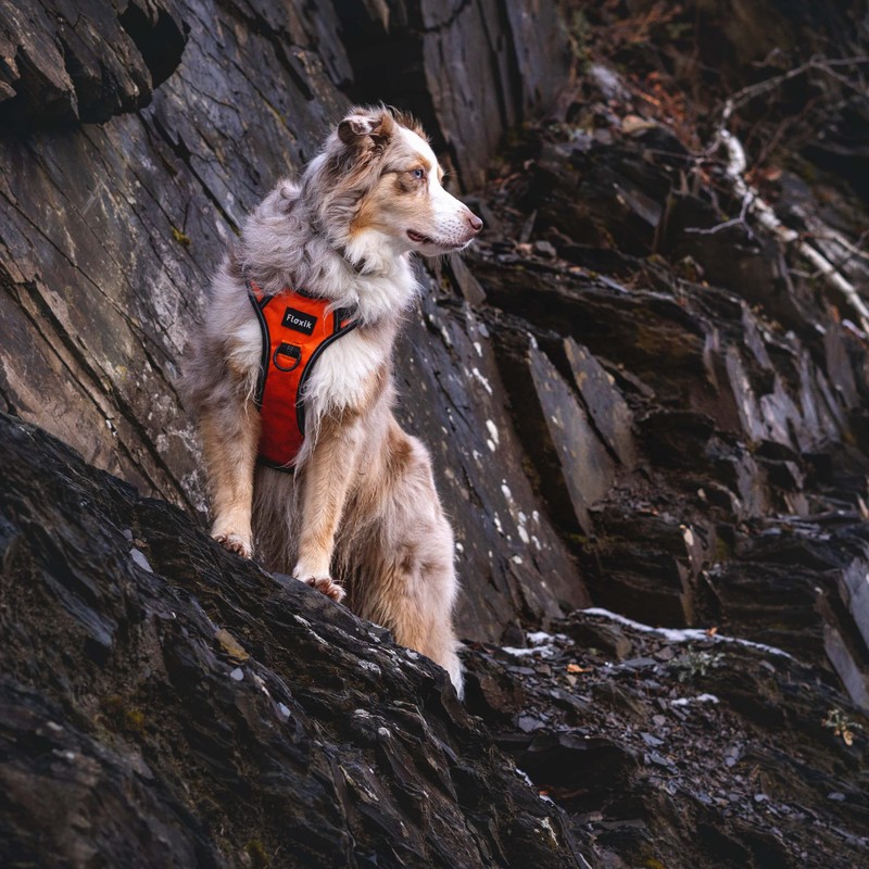 Floxik Dog Harness Orange M, Anti-Pull Chest Harness, Reflective &