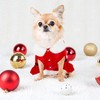 Dog Costumes Christmas Uieamsio Pet Christmas Costume Cat Dog Christmas