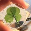 Real Four Leaf Clover Good Luck Pocket Token, Preserved, 1.25”,
