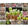 Mixed Succulent Seeds, 100seeds/pack