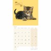 Cute Cats Wall Calendar 2025 (PFP)