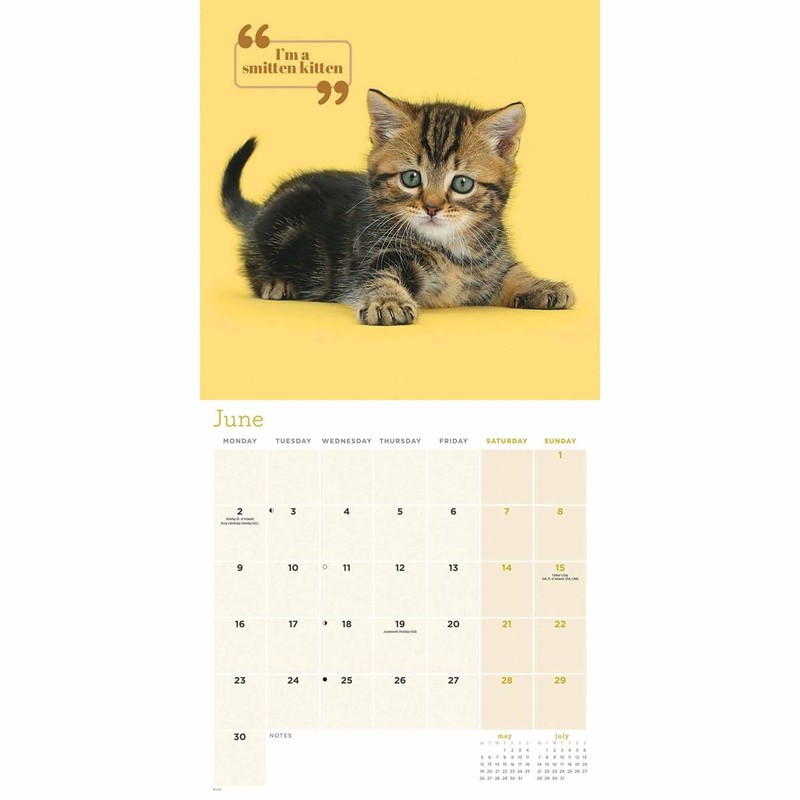 Cute Cats Wall Calendar 2025 (PFP)