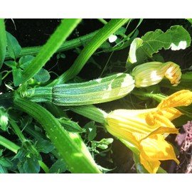 TomorrowSeeds - Costata Romanesco Zucchini Seeds - 20+ Count - for 2025 Planting Ribbed Italian Striped Roman Summer Squash Heirloom Courgette Garden Vegetable Grow Your Own Home Farm Patio Healthy