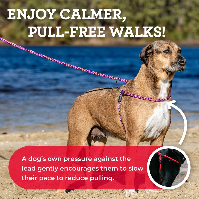 Harness Lead No Pull Dog Harness and Leash Set, Anti